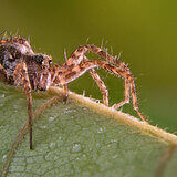 Extreme close-ups of insects